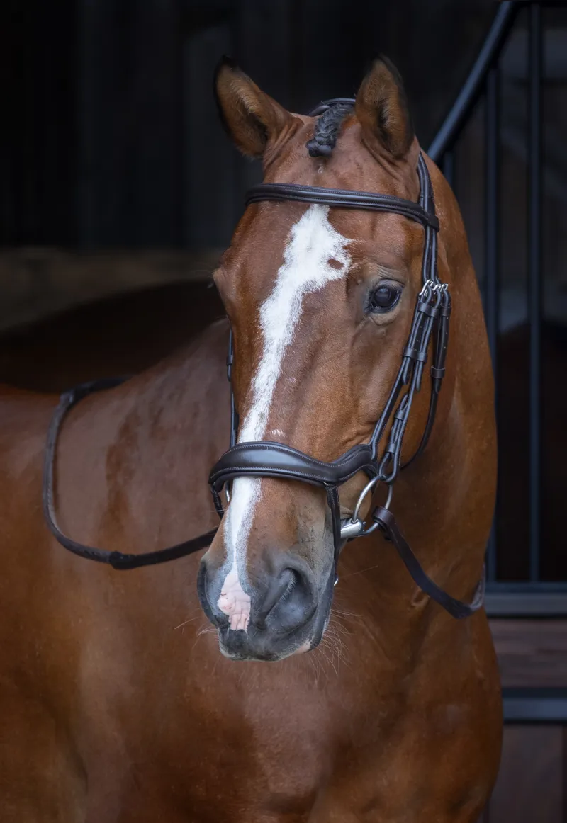 Shires Velociti RAPIDA Ergonomic Flash Bridle - Havana